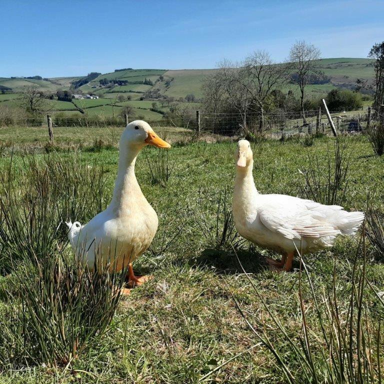 Eco Accommodation Cornflower Craven Arms Luaran gambar